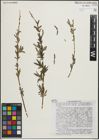 Foto von Salix margaritifera E. L. Wolf